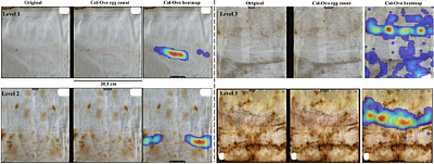 Col-Ovo: Smartphone-based artificial intelligence for rapid counting of Aedes mosquito eggs under field conditions