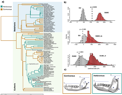 An Empirical Bayes approach for the study of phenotypic evolution from high-dimensional data
