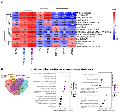 RNA dysregulation and compromised neuronal identity drive pathogenesis in Senataxin-associated ALS
