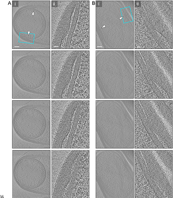 Assembly of the essential SpoIVA coat protein at the surface of developing bacterial spores