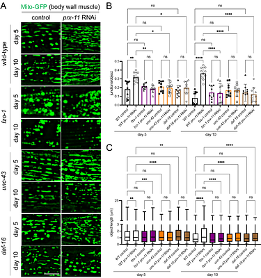 Inhibition of peroxisomal protein PRX-11 promotes longevity in Caenorhabditis elegans via enhancements to mitochondria