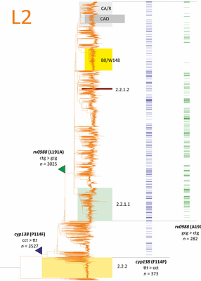 Dinucleotide codon mutations as a marker of diversifying selection in M. tuberculosis