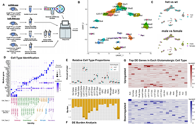 Persistent cortical excitatory neuron dysregulation in adult Chd8 haploinsufficient mice.