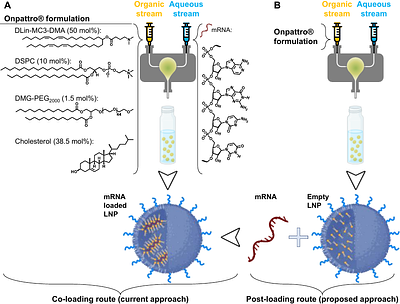 Post-loading ribonucleic acid into lipid nanoparticle carriers