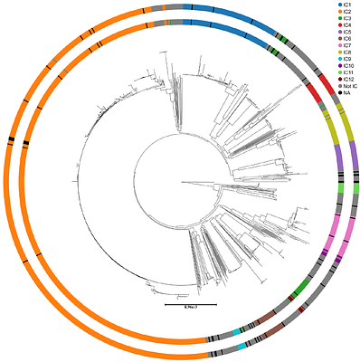 Phylogeny informed international clone assignment with PhyloMLST