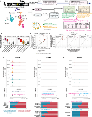 Quantification of the escape from X chromosome inactivation with the million cell-scale human single-cell omics datasets reveals heterogeneity of escape across cell types and tissues