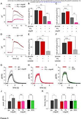 Metabolic Regulation of Single Synaptic Vesicle Exo- and Endocytosis in Hippocampal Synapses