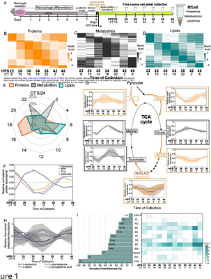 Circadian immunometabolic states impart a temporal response to SARS-CoV-2 spike proteins in mammalian macrophages
