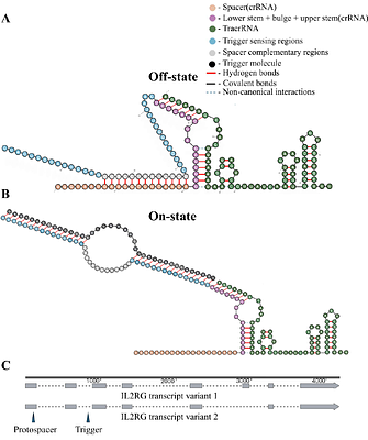 Endogenous intronic RNA tightly controls Cas9/CRISPR-mediated gene editing in human cells
