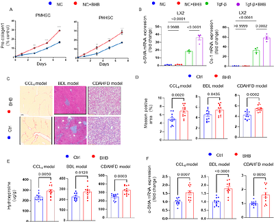 Time-restricted feeding exacerbates liver fibrosis by promoting BDH1-mediated ketolysis in hepatic stellate cells.