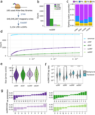 Evolutionary emergence and preservation of microproteins encoded by upstream ORFs
