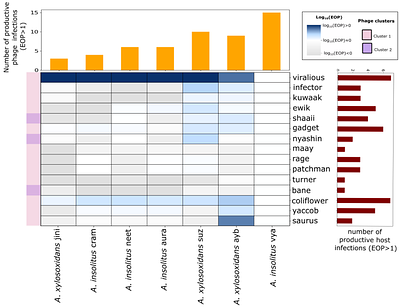Host species background, defence systems, and phage tail gene architecture shape phage infectivity in cystic fibrosis-associated Achromobacter