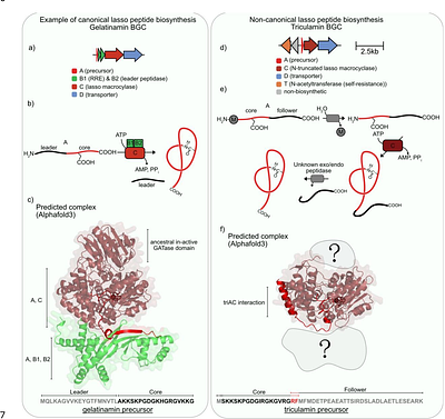 An Unusual Follower Peptide is Required for Biosynthesis of the Antibiotic Lasso Peptide Triculamin