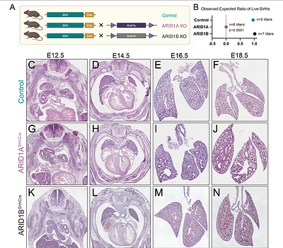 Cell fate specification during respiratory development requires ARID1A-containing canonical BAF complex activity