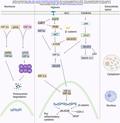 HIF1α and HIF2α mRNA Expression in Oral Squamous Cell Carcinoma does not correlate with protein expression