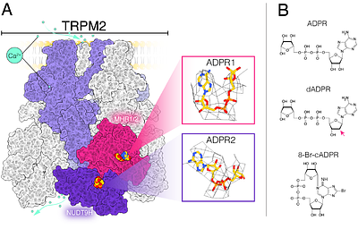 Domain-Specific Agonist Binding Affinities Explain Structural and Functional Regulation of TRPM2
