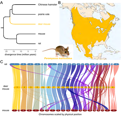 The Functional and Genetic Architecture of Olfaction in Deer Mice