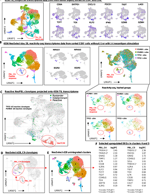 Rapid enrichment of progenitor exhausted neoantigen-specific CD8 T cells from peripheral blood