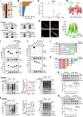 UBA1 Mitigates Myocardial Ischemia/Reperfusion Injury by Attenuating Endoplasmic Reticulum-Mitochondria Contacts via Pdzd8 ubiquitination
