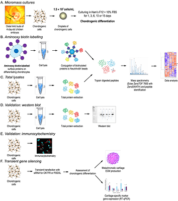 Podocalyxin and ciliary neurotrophic factor receptor are novel components of the surfaceome of chondrogenic cells