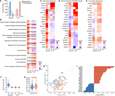 Experimental SARS-CoV-2 infection using horseshoe bats