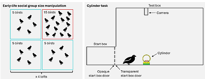 Early-Life Group Size Does Not Influence Japanese Quails' Learning in a Response Inhibition Task