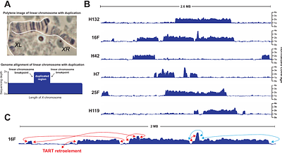 Determinants of dicentric chromosome breakage in Drosophila