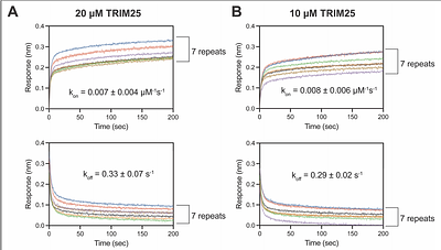 Overcoming effects of heterogeneous binding on BLI analysis