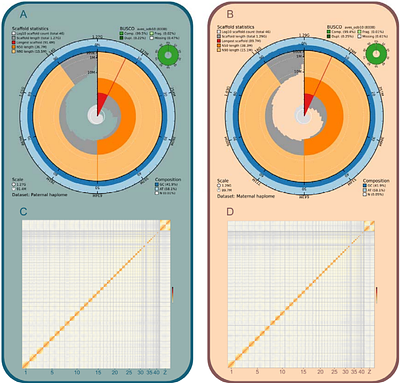 A chromosome-level, haplotype-resolved genome assembly for the barn owl, Tyto alba