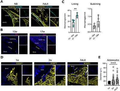 The synovial lining macrophage layer develops in the first weeks of life in a CSF1- and TGFβ- dependent but monocyte-independent process.