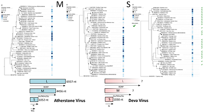 Emergence Risks from Within? Metagenomic Analysis of Mosquito Viromes from Two Zoos Reveals Mosquito-associated Orthobunyaviruses in the UK