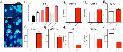 Estrogen-Nitric Oxide Signaling Modulates Mitochondrial Dynamics and Endothelial Lipid Handling to Protect Against Early Atherosclerosis