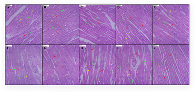 Biocompatible Membrane Vesicles from Lactobacillus acidophilus MTCC 10307 Exhibit Potent Anti-Inflammatory Activity
