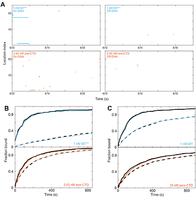 Bacterial RNA polymerase exemplifies a general physical mechanism for accelerating protein-DNA association