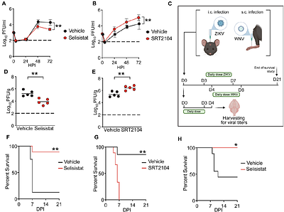 SIRT1 remodels astrocyte metabolism and promotes viral replication during neurotropic orthoflavivirus infection