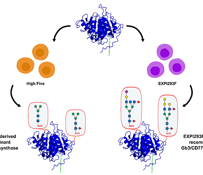 Expression of a human Gb3/CD77 synthase in insect and human cells: comparison of activity and glycosylation