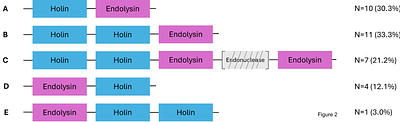 Structural and genetic diversity of lysis modules in bacteriophages infecting the genus Streptococcus