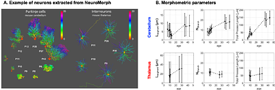 Diffusion MRS tracks distinct trajectories of neuronal development in the cerebellum and thalamus of rat neonates.