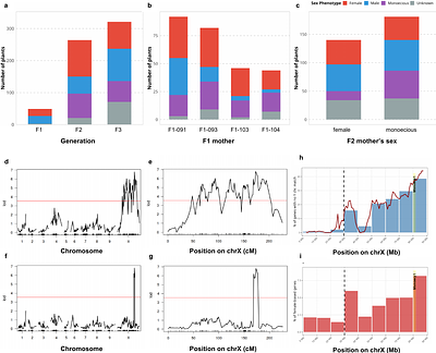 An ancient X chromosomal region harbours three genes potentially controlling sex determination in Cannabis sativa