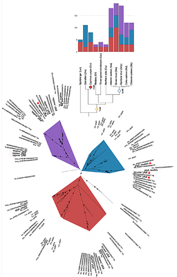 Gene gain and loss drive the diversification of gig immune genes in teleosts: structural and regulatory insights from Atlantic salmon