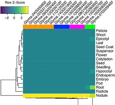 Gene family expansions and nodule-specific expression patterns reveal the recruitment of Beta-Glucosidases and Cytochrome P450 genes to nodulation in soybean