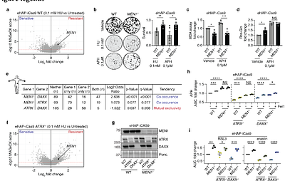 MEN1 deficiency establishes a selenite-dependent binary switch in ferroptosis