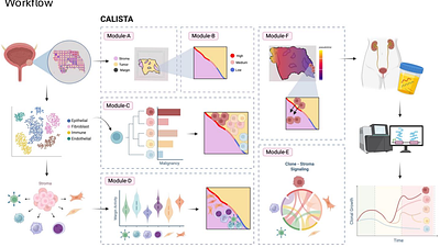 Distinct clonal dynamics and interactions within the microenvironment near tumor stroma interfaces in rare histologic variants of bladder cancer