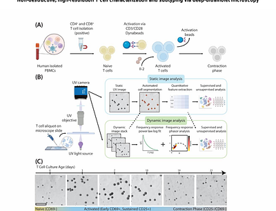 Non-destructive, high-resolution T cell characterization and subtyping via deep-ultraviolet microscopy