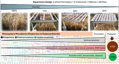 Differential drought sensitivity of total and active wheat rhizosphere microbiome during rainfall reduction
