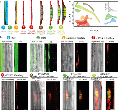 UNVEILING STEM CELL INDUCTION MECHANISMS FROM SPATIOTEMPORAL CELL-TYPE-SPECIFIC GENE REGULATORY NETWORKS IN POSTEMBRYONIC ROOT ORGANOGENSIS
