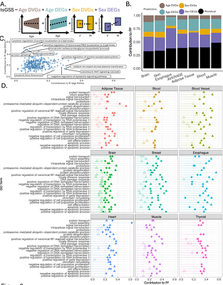Age-associated increases in inter-individual gene expression variability across human tissues