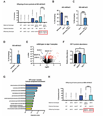 Oocyte mitochondria link maternal environment to offspring phenotype
