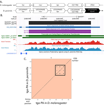 Gene model for the ortholog of tgo in Drosophila persimilis
