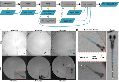 Plug-and-Play automated behavioral tracking of zebrafish larvae with DeepLabCut and SLEAP: pre-trained networks and datasets of annotated poses